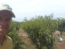 El Ing. Agr. Mariano Winograd junto a una plantación de olivos de alta densidad. El Ing. Agr. Mariano Winograd junto a una plantación de olivos de alta densidad.