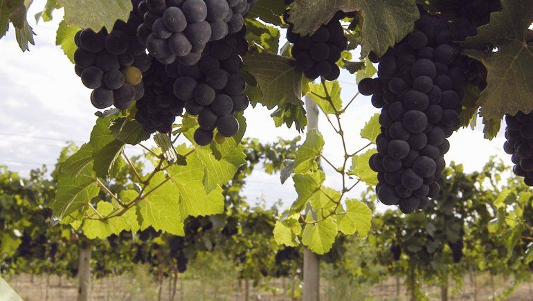 El cierre de bares hizo caer un 30% el consumo de vino