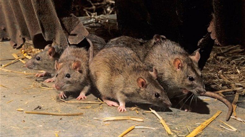 Qué significa soñar con ratas | LM Neuquen Qué significa soñar con ratas