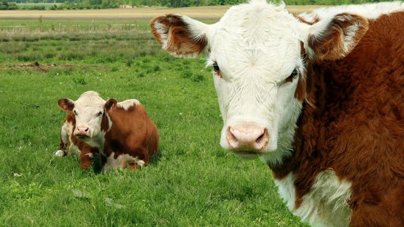 Por tercer año consecutivo crece la participación de préstamos en moneda extranjera, mientras retroceden las operaciones nominadas en pesos.