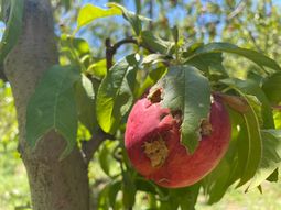 luego del granizo, acudieron al bid por financiamiento para malla luego del granizo, acudieron al bid por financiamiento para malla