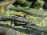 La producción actual de estos salmónidos se encuentra en torno a las 10.000 toneladas año.
