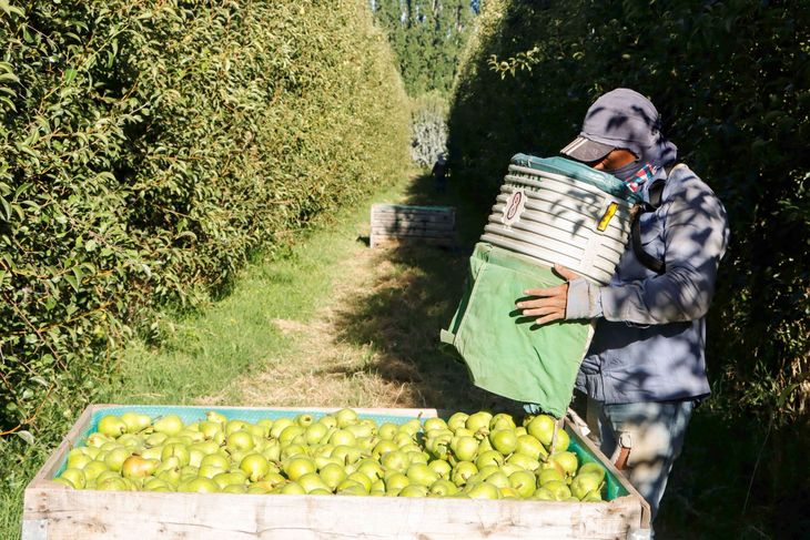 Productores tendrán más tiempo para pagar el préstamo y podrán acceder nuevamente al fondo para cubrir tareas de postcosecha.