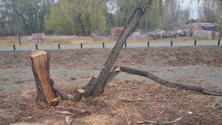 Desconocidos talaron cerca de 20 árboles en el Paseo de la Costa