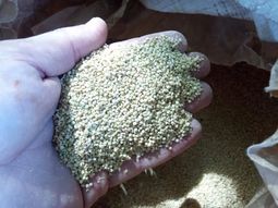 Quinoa del Norte Neuquino. Foto: INTA Quinoa del Norte Neuquino. Foto: INTA