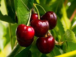 Las producción de cerezas en el norte de la Patagonia caería al menos un 15% en la presente temporada. Las producción de cerezas en el norte de la Patagonia caería al menos un 15% en la presente temporada.
