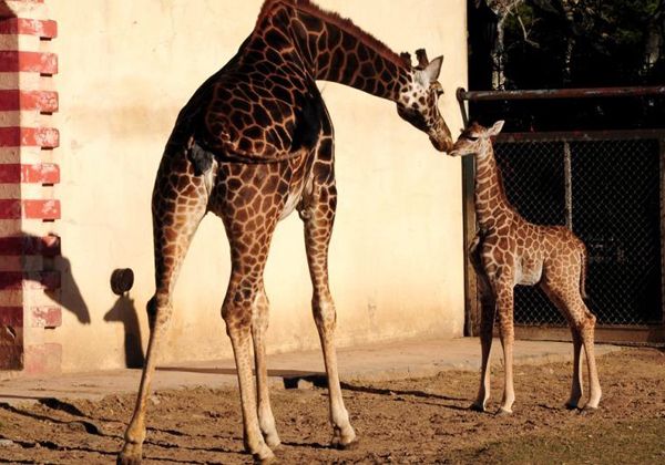 Murió una jirafa recién llegada al zoológico Bubalcó