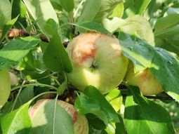 el granizo dejo un panorama desolador el granizo dejo un panorama desolador