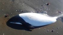 Tonina muerta en una playa de Comodoro Rivadavia.