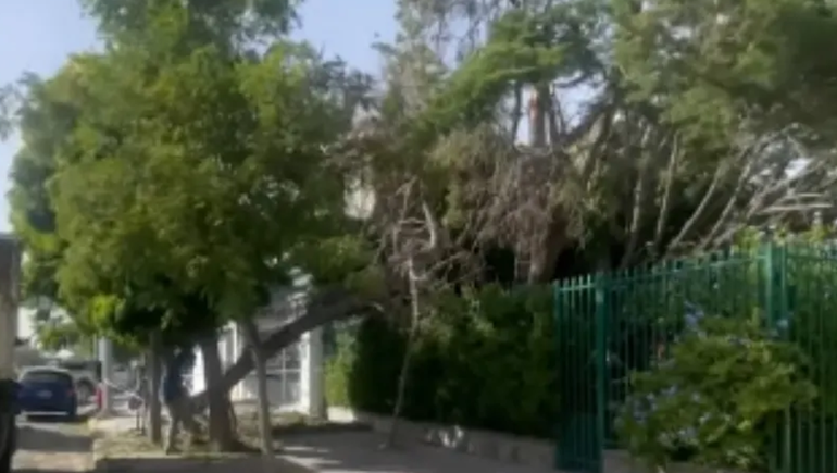 El árbol de la vereda no resistió las ráfagas de más de 100 km/h en Trelew