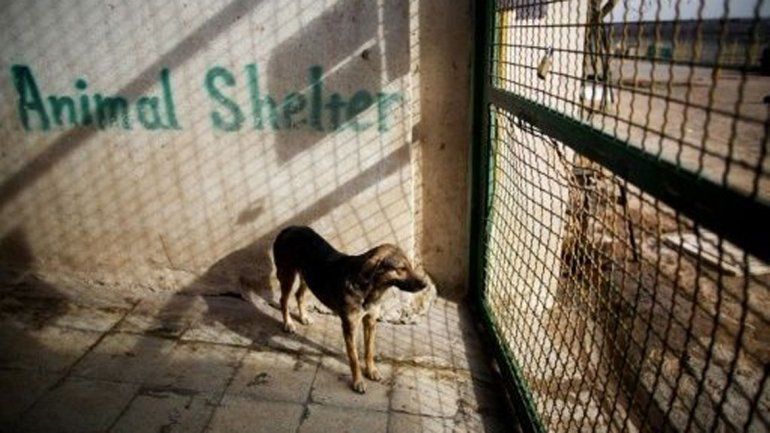 Un perro que ya no volverá a ver a sus&nbsp; amos.