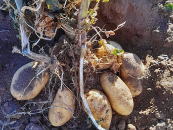 Instalación de goteo subterráneo: Productores en Traslasierra instalan sistemas que triplican eficiencia hídrica en papa. Foto: INTA Instalación de goteo subterráneo: Productores en Traslasierra instalan sistemas que triplican eficiencia hídrica en papa. Foto: INTA