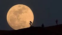 La Luna se acercará a 357.219 kilómetros, distancia que aumentará su tamaño aparente un 8% frente a una Luna llena promedio. La Luna se acercará a 357.219 kilómetros, distancia que aumentará su tamaño aparente un 8% frente a una Luna llena promedio.