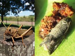 Carpocapsa perforando frutos en Río Negro y tucura sapo arrasando pastizales en Chubut: dos amenazas patagónicas que en 2025 exigen monitoreo temprano y MIP. Carpocapsa perforando frutos en Río Negro y tucura sapo arrasando pastizales en Chubut: dos amenazas patagónicas que en 2025 exigen monitoreo temprano y MIP.