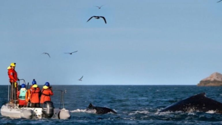 Los investigadores lograron colocar dispositivos de seguimiento satelital en tres ejemplares de ballenas jorobadas frente a las costas de Chubut.