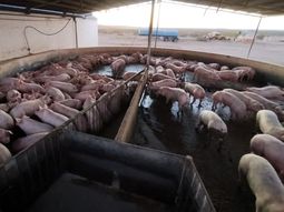 el senasa fiscalizo mas de 35.000 porcinos faenados en patagonia norte el senasa fiscalizo mas de 35.000 porcinos faenados en patagonia norte