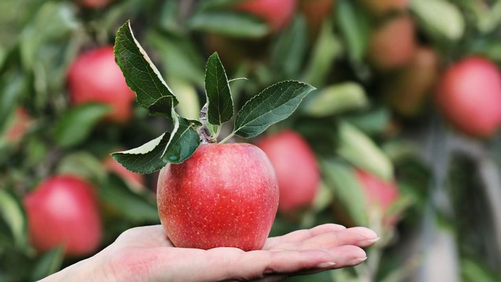 Argentina sigue creciendo en sus exportaciones de manzanas a Brasil.