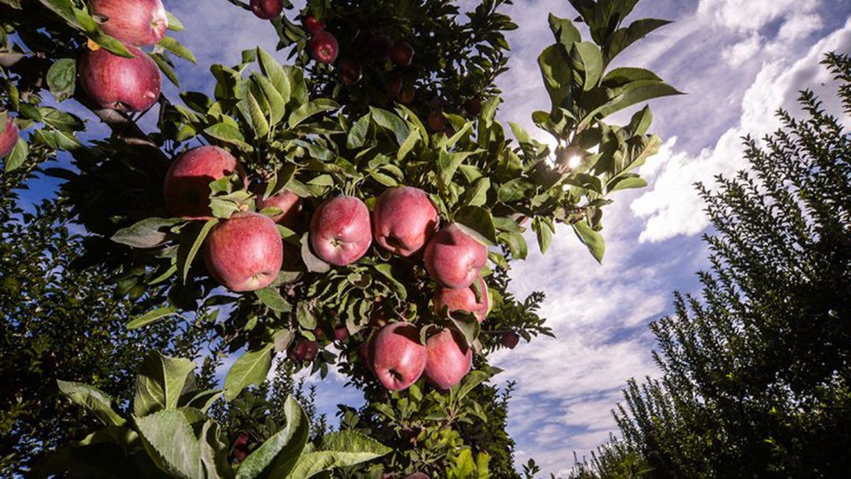la manzana que no se exporta llega a los comedores en crisis thumbnail