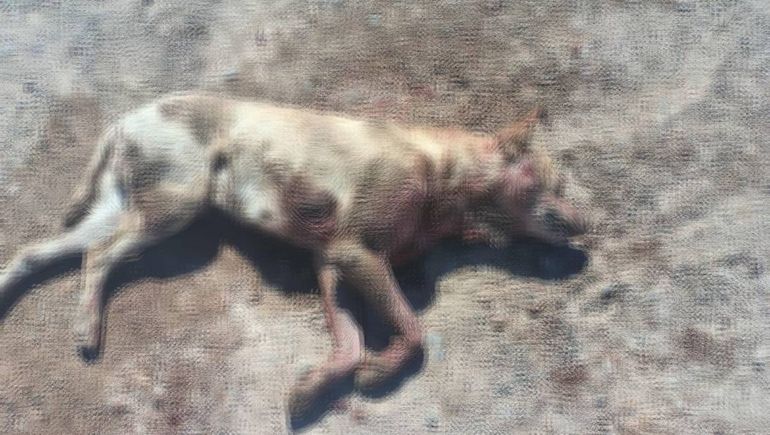 Uno de los perros que habría atacado el pitbull agresivo de la meseta de Centenario. Uno de los perros que habría atacado el pitbull agresivo de la meseta de Centenario.