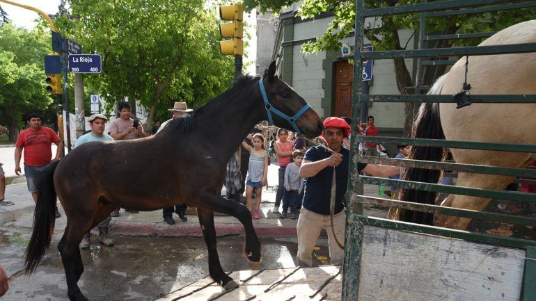 Se llevan los animales pero sigue la protesta en Casa de Gobierno