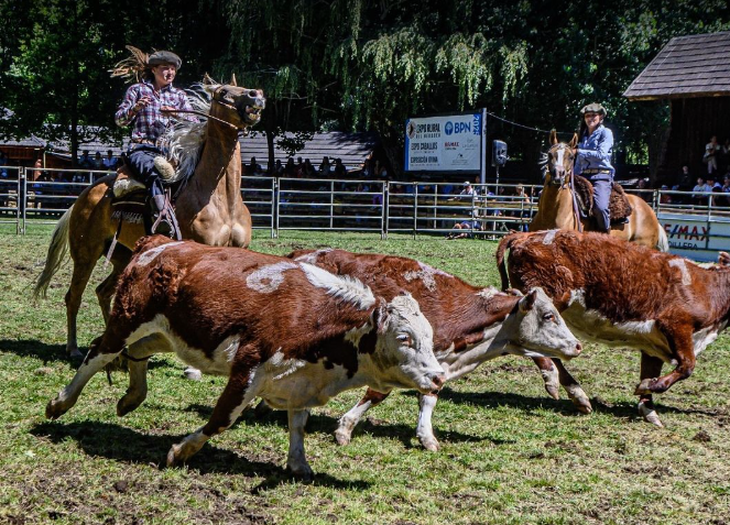 Remate estelar el viernes 24: Reproductores Hereford-Angus, terneras y borregas Tromen. Abraham Neiman y Paz Hnos. cierran tres días de genética y negocio. Foto: @srn Remate estelar el viernes 24: Reproductores Hereford-Angus, terneras y borregas Tromen. Abraham Neiman y Paz Hnos. cierran tres días de genética y negocio. Foto: @srn