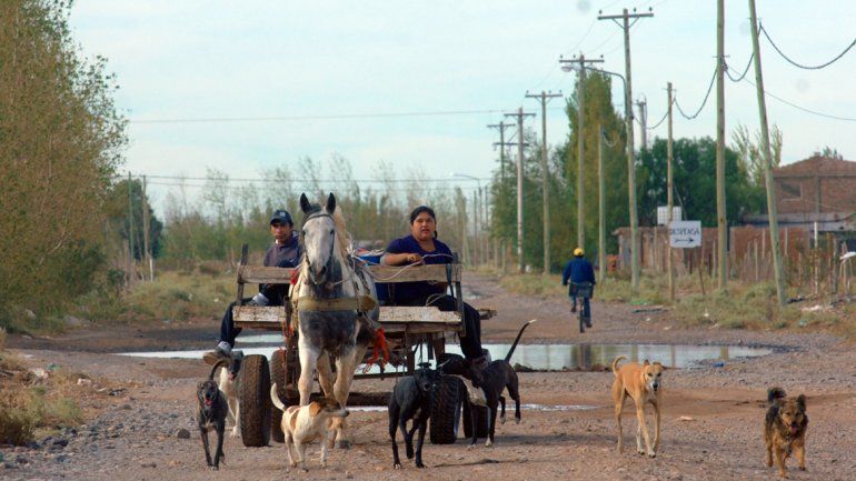 Los caballos que tiran los carros sufren un maltrato y un deterioro físico permanente.