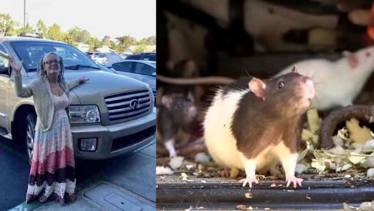Una mujer vivía con 320 ratas en su camioneta