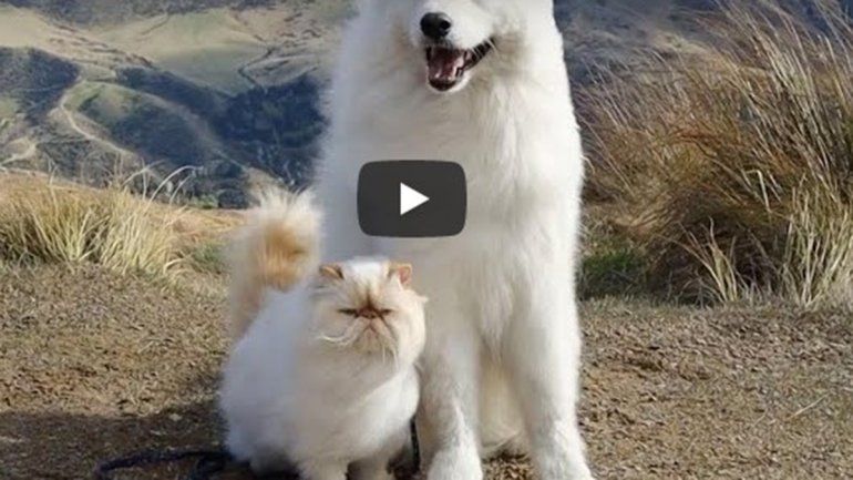 Este par no deja de sumar reproducciones en YouTube