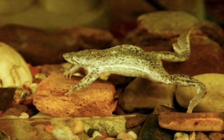 Hace 100 millones de años las ranas compartían El Chocón con los dinosaurios