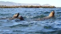 Nadar con lobos marinos: en Chubut presentaron excursiones para grandes y chicos. Nadar con lobos marinos: en Chubut presentaron excursiones para grandes y chicos.