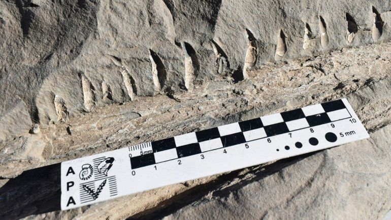 Un operario de Vialidad encontró fósiles de un reptil marino en Vaca Muerta