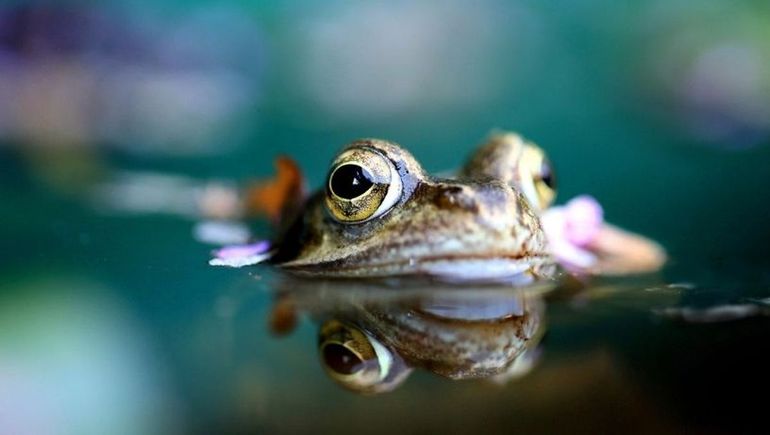 El síndrome de la rana hervida El síndrome de la rana hervida