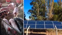 innovacion: la granja porcina que se abastece con paneles solares