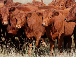 Las proyecciones apuntan a una caída del 5,5% en el comercio global de carne, impulsada por una fase de retención y recomposición ganadera.