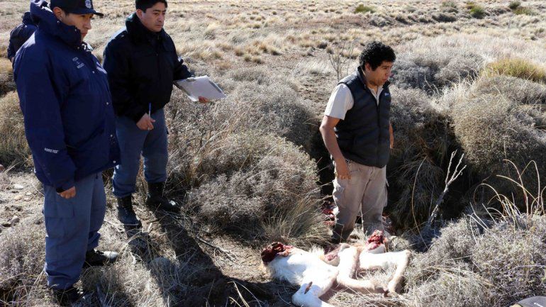 Los elementos secuestrados por la Policía rural en Junín de los Andes.