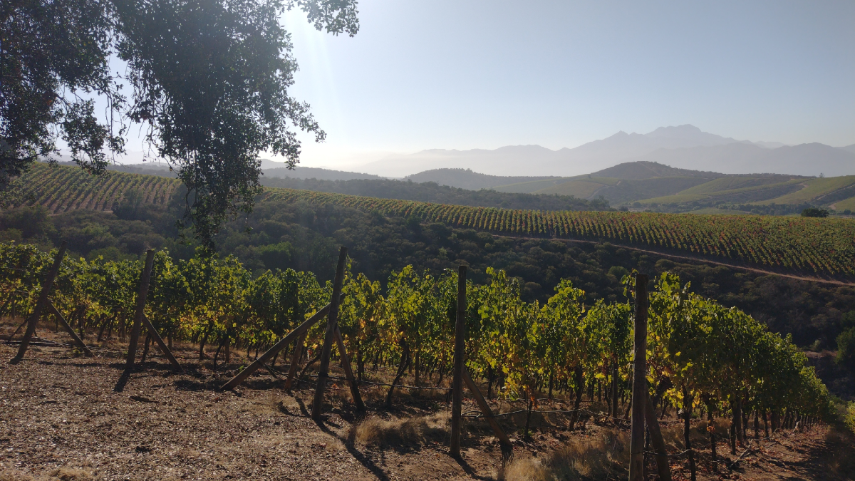El mundo del vino está en peligro