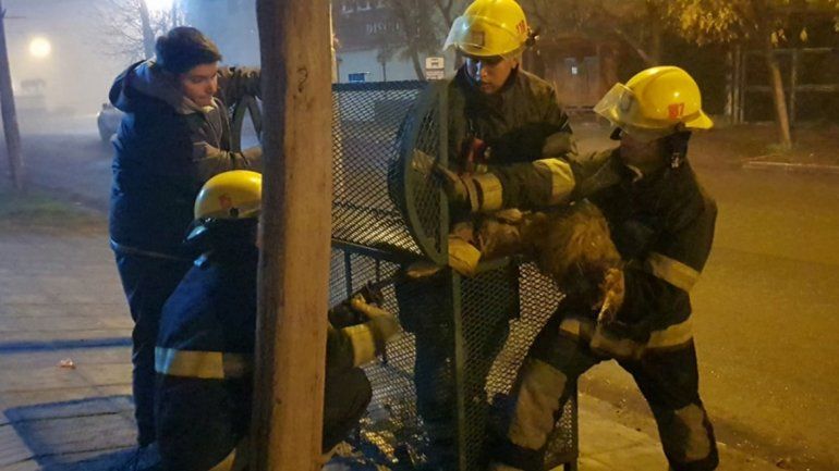Bomberos rescataron a un perrito atorado en un cesto de basura
