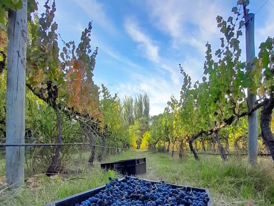 Producen 6.500 botellas de vino anuales aproximadamente. Foto: gentileza