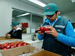 Acuerdo fitosanitario entre ambos países, reabre el mercado de maznanas de Perú. Acuerdo fitosanitario entre ambos países, reabre el mercado de maznanas de Perú.