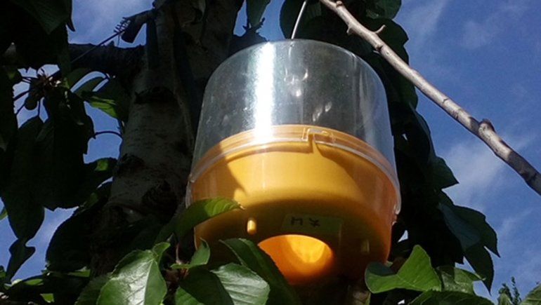 Estatus sanitario patagónico y su impacto en las cerezas