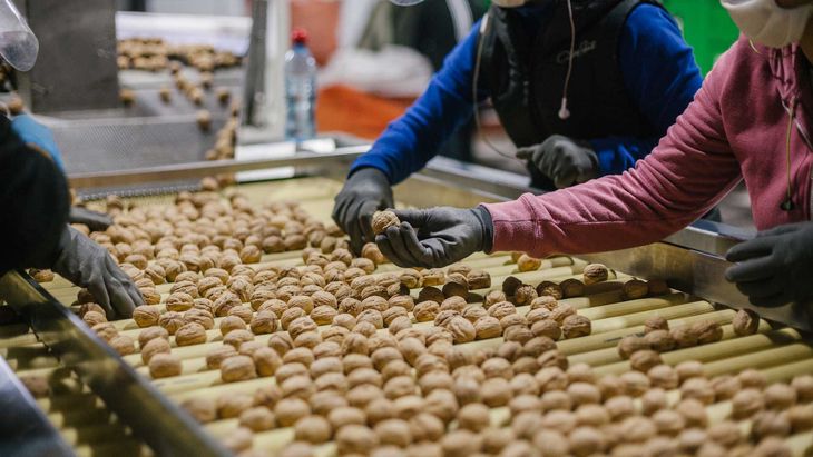 La sólida demanda internacional de nueces y el retorno de altos rendimientos agrícolas apuntalan un año excepcional para los principales países productores.