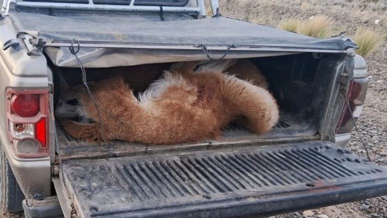 Comodoro Rivadavia: llevaba tres guanacos muertos en la caja de la camioneta.