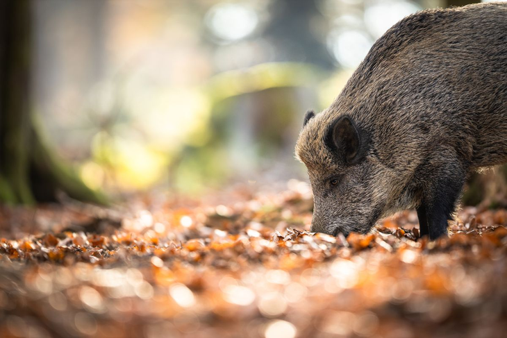 Argentina en jaque: US$1.000 millones anuales perdidos por invasores que devoran el campo patagónico. Argentina en jaque: US$1.000 millones anuales perdidos por invasores que devoran el campo patagónico.
