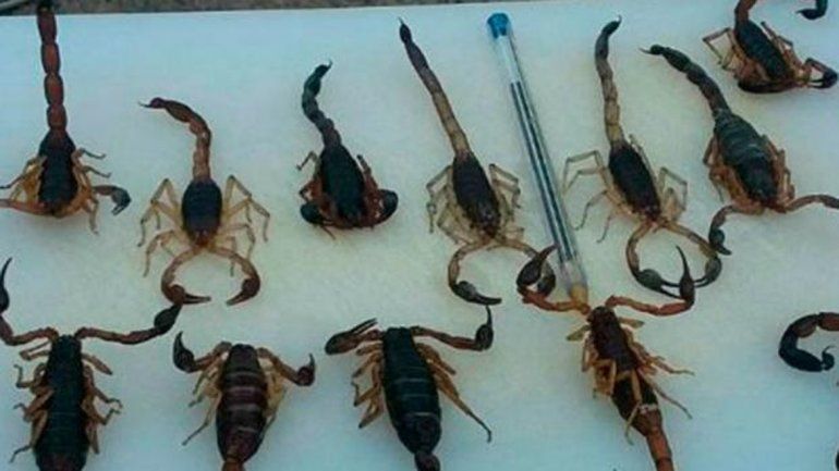 Una tía de los chicos dijo que los nenes caminan mirando el suelo.