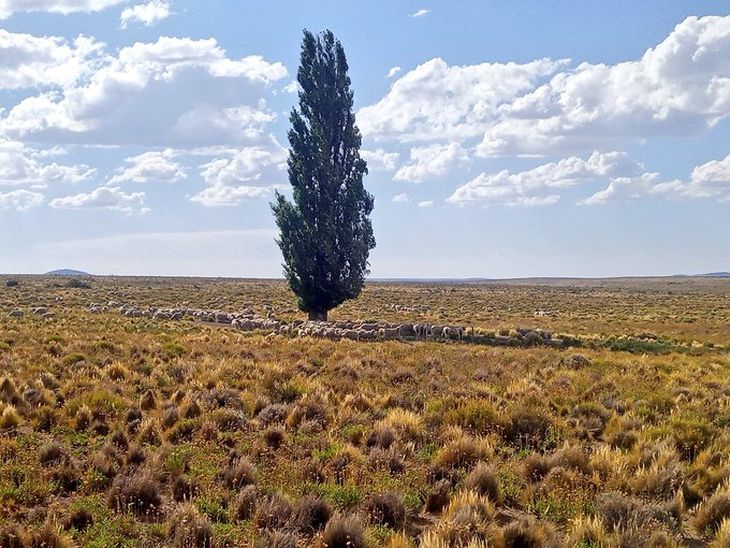 El productor Francisco García Crespo gestiona 10.000 ovejas en la zona de Mencué. El productor Francisco García Crespo gestiona 10.000 ovejas en la zona de Mencué.