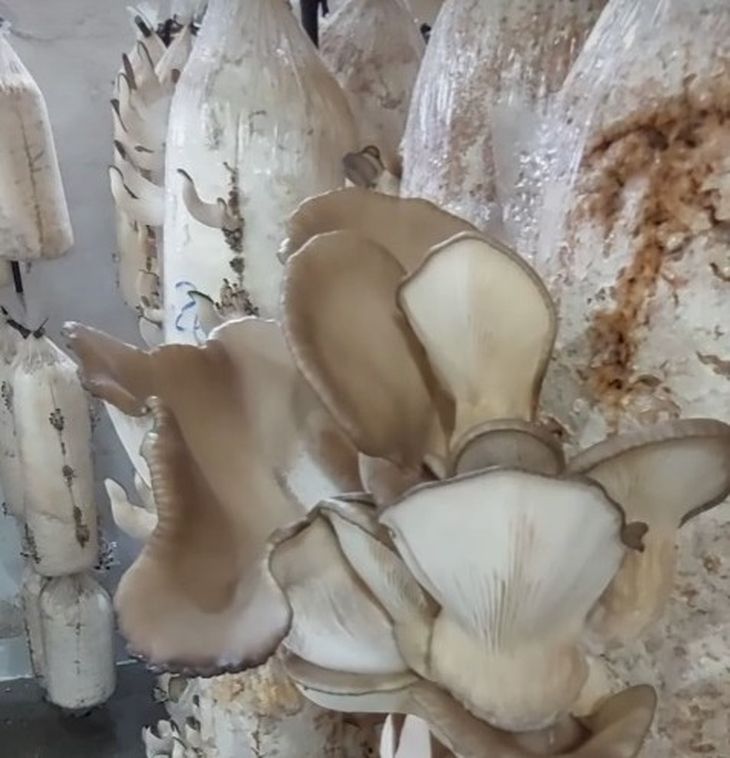 En sustrato o en troncos, cada método de cultivo tiene sus secreto. Foto: gentileza En sustrato o en troncos, cada método de cultivo tiene sus secreto. Foto: gentileza