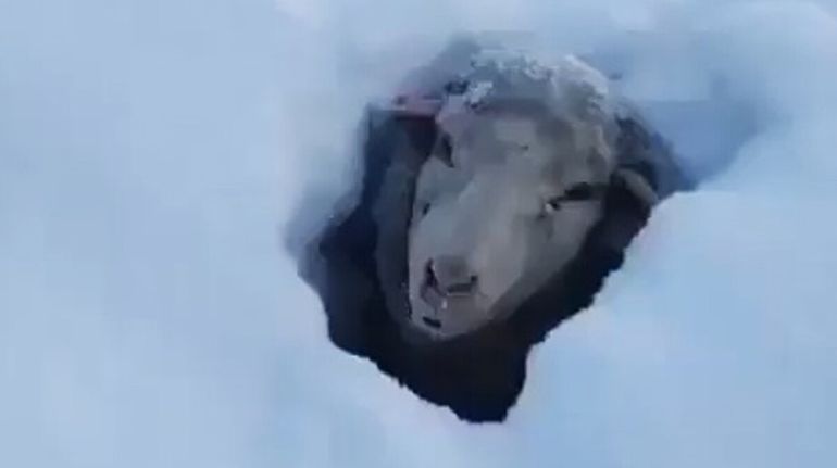 El productor de El Calafate aseguró que en la zona donde están atrapadas sus ovejas hay más de un metro de nieve. El productor de El Calafate aseguró que en la zona donde están atrapadas sus ovejas hay más de un metro de nieve.