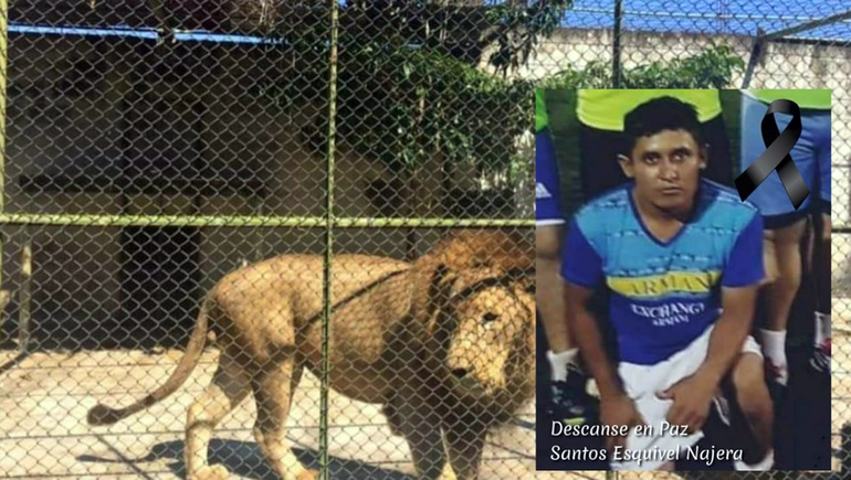 Acribillan a un león que se escapó y mató a su cuidador