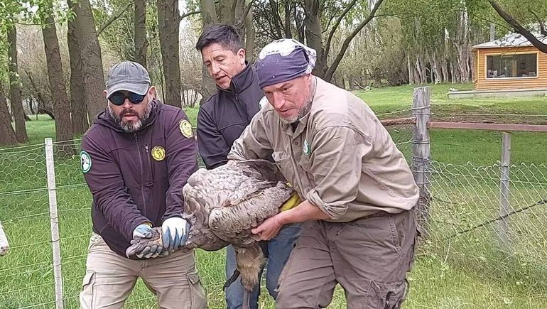 Rescataron un cóndor andino intoxicado de una estancia de Santa Cruz.
