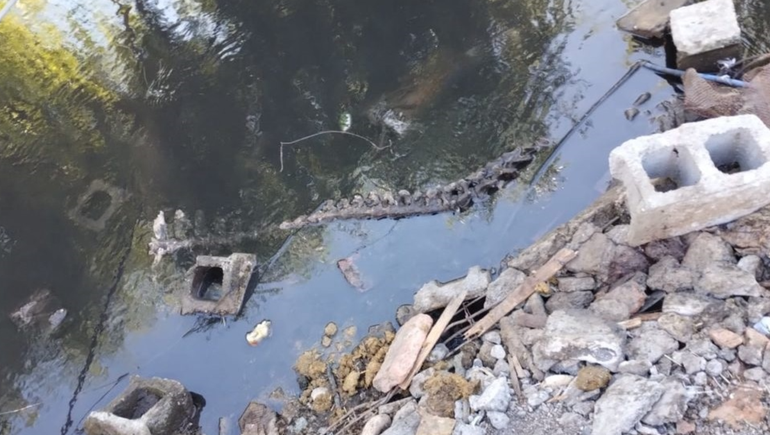 Restos de la faena clandestina muy cerca de un brazo del río Neuquén. Foto: Policía de Río Negro.